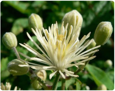Flor de bach flor clematis